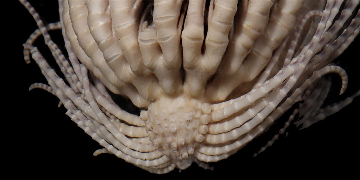 Scientists Discover New Species of Comets With 20 'Arms'